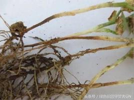 白术种子遇雨烂根，怎么办？