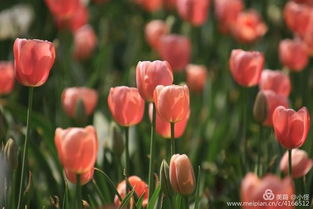 宿根花卉，多与少的纠结