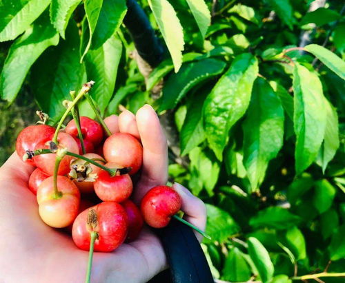 购买樱桃种子的注意事项