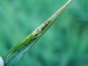 它Neng治哪些虫子？