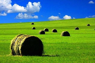 阿古拉：历史与文化的交汇地