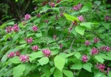 紫叶风箱果：风中的舞者