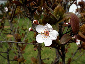 梨花在哪个月份开花呢？