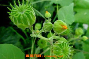 牵牛花百科知识大全中，牵牛花的花语和生长习性有什么特别之处吗