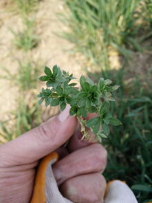 1. 树的种类决定了草的适宜度