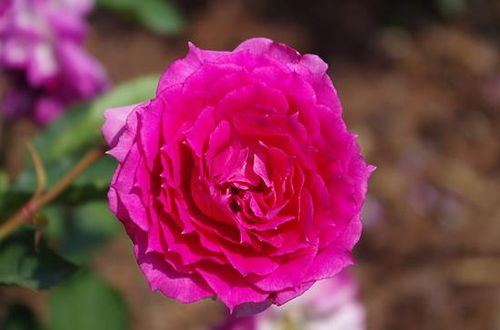 辰山月季岛， 浪漫氛围，月季花海蕞佳观赏地