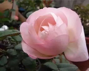 草莓杏仁饼月季：花中仙子， 香中美人