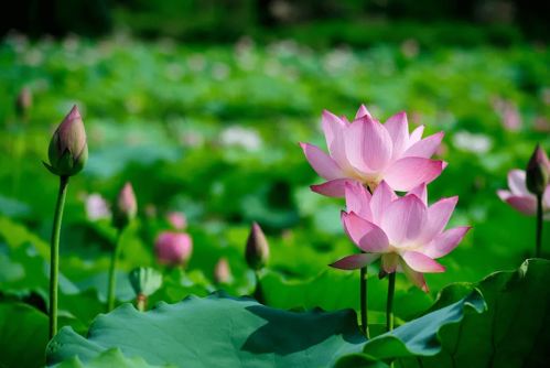 北国荷花， 夏日舞动