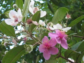 种植桃金娘， 也是一种艺术