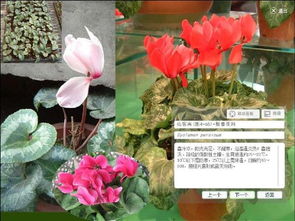 花卉之美：自然界的瑰宝， 生活的点缀