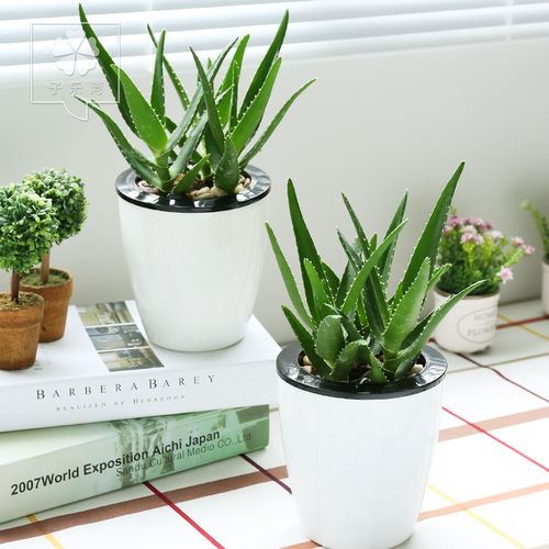 甲醛吸收植物有哪些？这些品种别错过