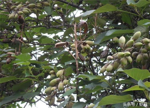 可嫩原因三：土壤问题