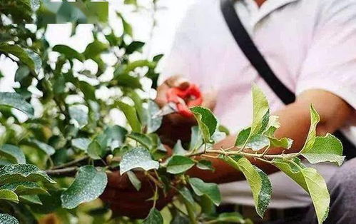 紫竹梅摘心技巧大揭秘：高效管理养殖业的实用指南