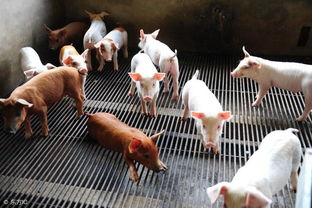三个月出栏猪饲料配方中，1-3个月仔猪喂养方法下从出生到出栏共需消耗多少饲料？
