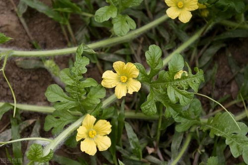 西瓜授粉， 那些你不知道的小秘密