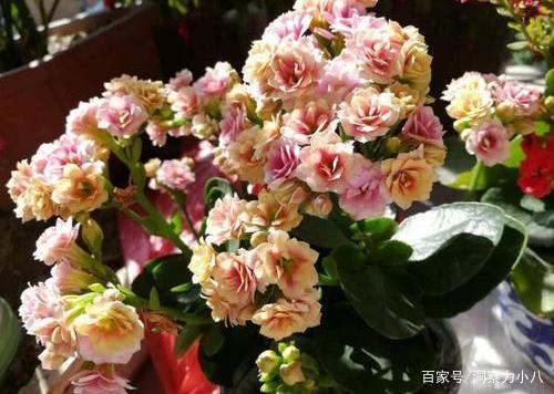 长寿花休眠期在哪月结束？揭秘长寿花复苏时间！