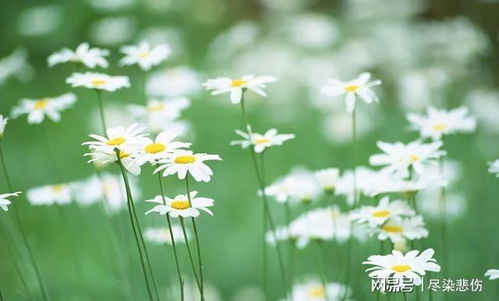 大门前种树的位置，即不Neng种在大门前的中间位置。