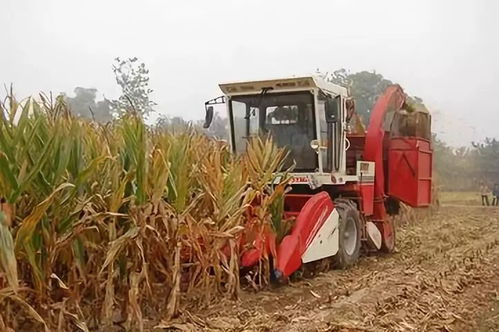 三、 玉米的收获时机