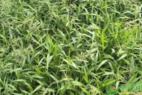 耐旱又改良土壤的草种推荐