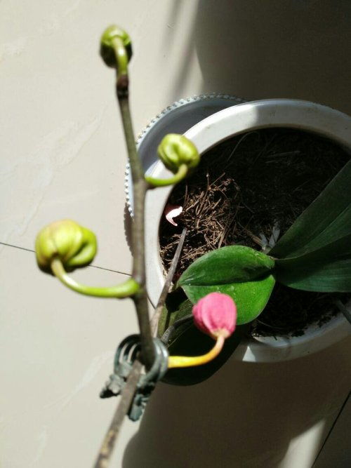 蝴蝶兰花瓣蔫了怎么办？如何恢复生机