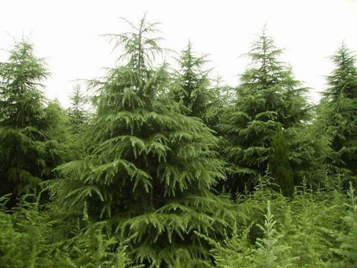 三、 6.5米雪松：大树成长记