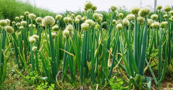 灭生型农达除草剂：耕地前喷洒， 化除一举两得