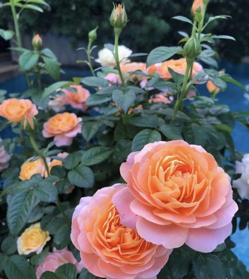 月季施肥的技巧