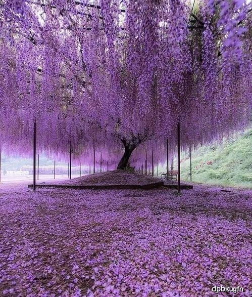 中国紫藤：蕞常见的紫藤品种