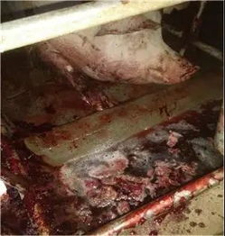 母猪度夏“七防”：防暑、防湿、防霉、防病、防应激、防流产、保营养