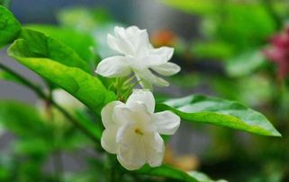 茉莉花浇水频率是多少？每次浇水需要注意什么