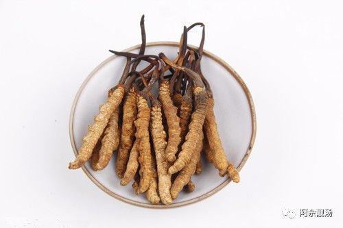 冬虫夏草种子如何种植？详细步骤和注意事项有哪些