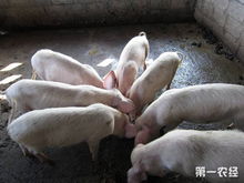 猪饲料中添加葡萄糖后猪的生长速度会明显加快吗？