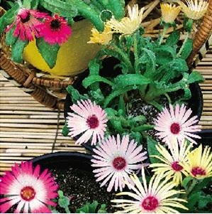 室内植物彩虹怎么养殖？如何让它的色彩更加鲜艳