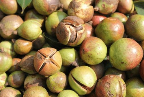 裂种开裂的时机