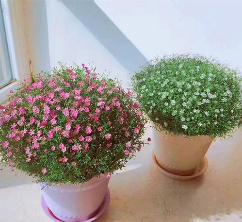 紫色满天星盆栽怎么养？如何让它花开不败