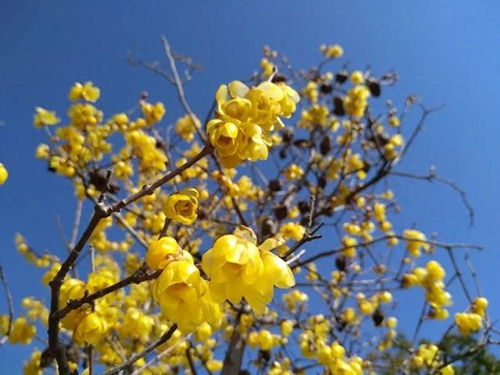 蜡梅的美与用途