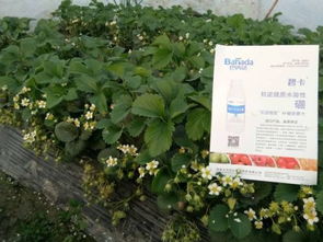 混合使用：效果如何？