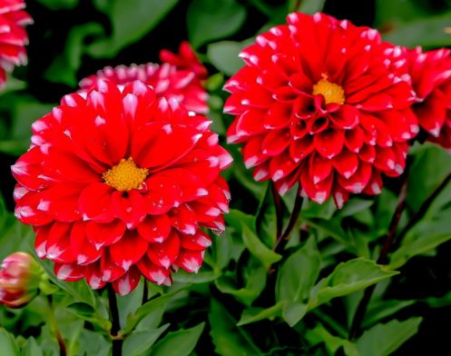 月季品种大揭秘