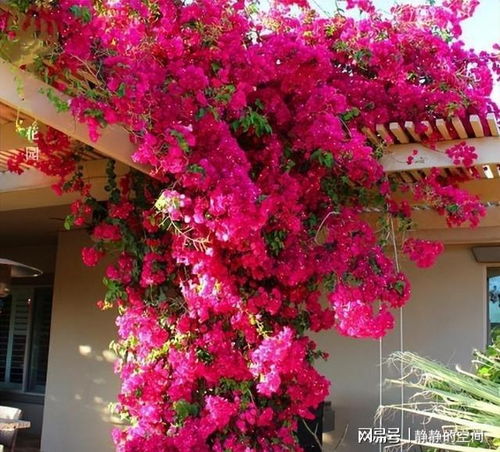 重瓣三角梅，花色艳丽