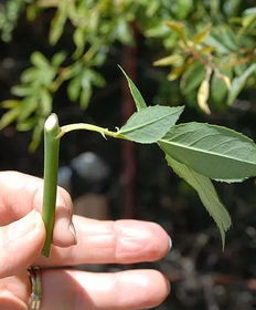 扦插繁殖的魔法