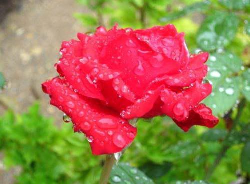 浇水时间要灵活