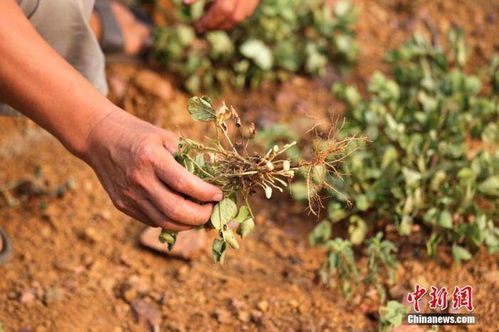 南方多雨季节种植建议
