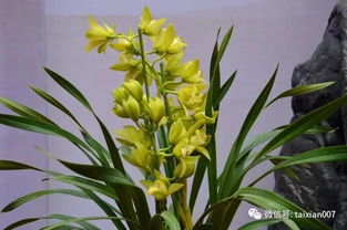 兰农经验中，兰花怎么养才能遵循其生长习性