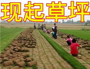 撒种技巧， 让小草快乐生长