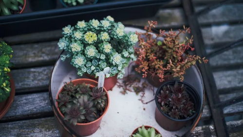 粉巴黎：粉色的重瓣花， 温柔又浪漫