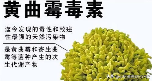 黄曲霉毒素危害及脱毒技术畜牧养殖新进展