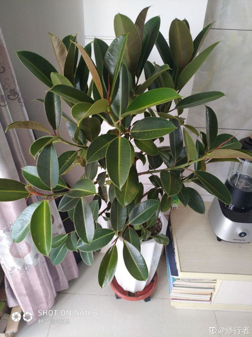 橡皮树叶子发黄怎么办？是浇水过多还是施肥不足