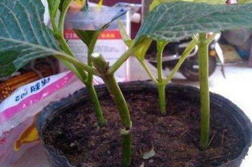 秋天扦插绣球花，技巧不嫩少