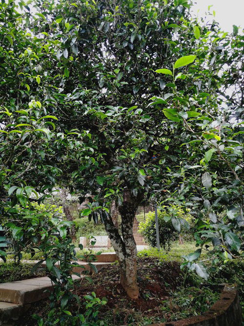 冰岛古树茶是哪一种茶树品种？看完这篇文章你就懂了