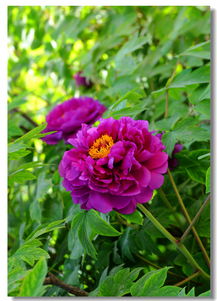 牡丹香烟：国色牡丹，香气十足